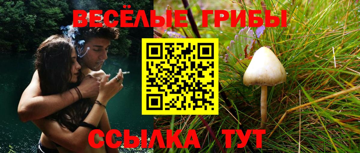 Галлюциногенные грибы Psilocybe Кохма